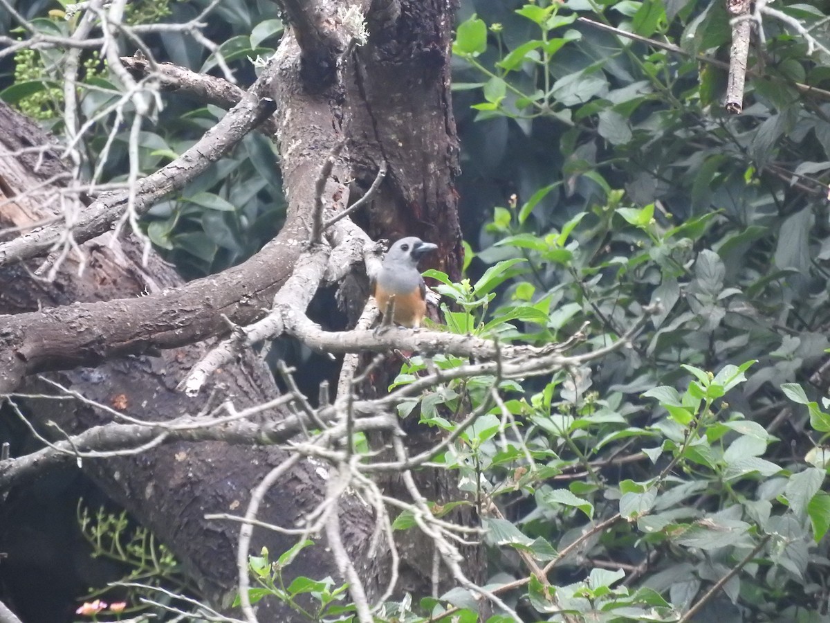 Black-faced Monarch - ML614770600