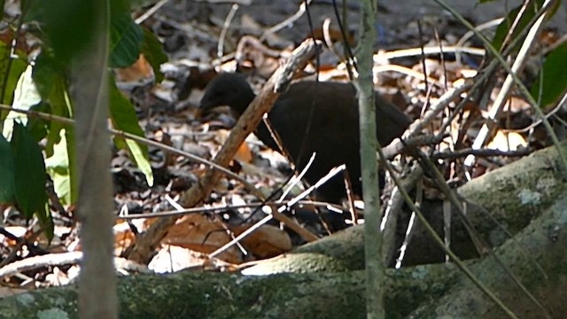 Philippine Megapode - ML614770641