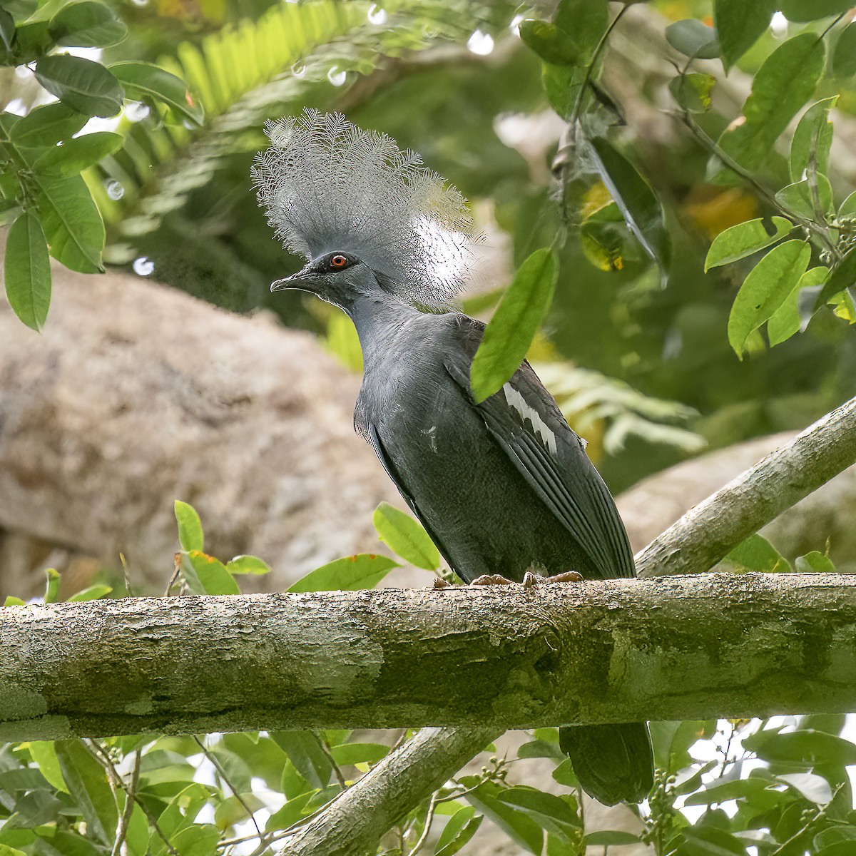 Western Crowned-Pigeon - ML614770695