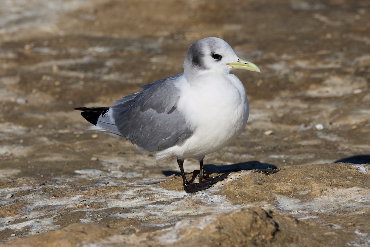 Mouette tridactyle - ML614770713