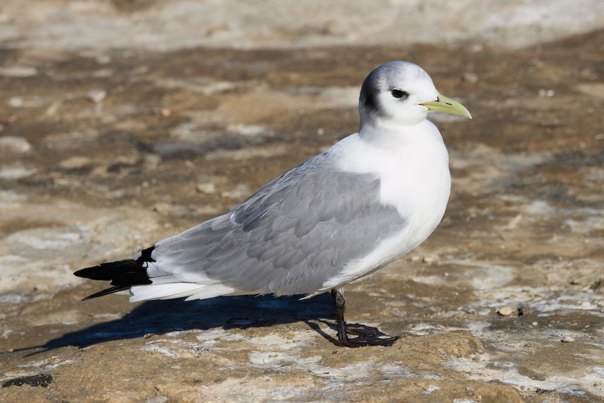 Mouette tridactyle - ML614770717