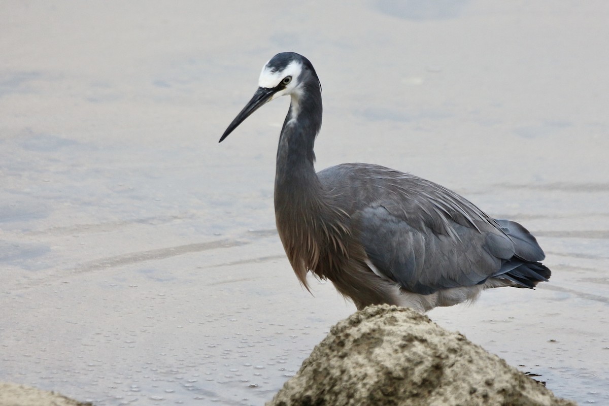 White-faced Heron - Pauline and Ray Priest