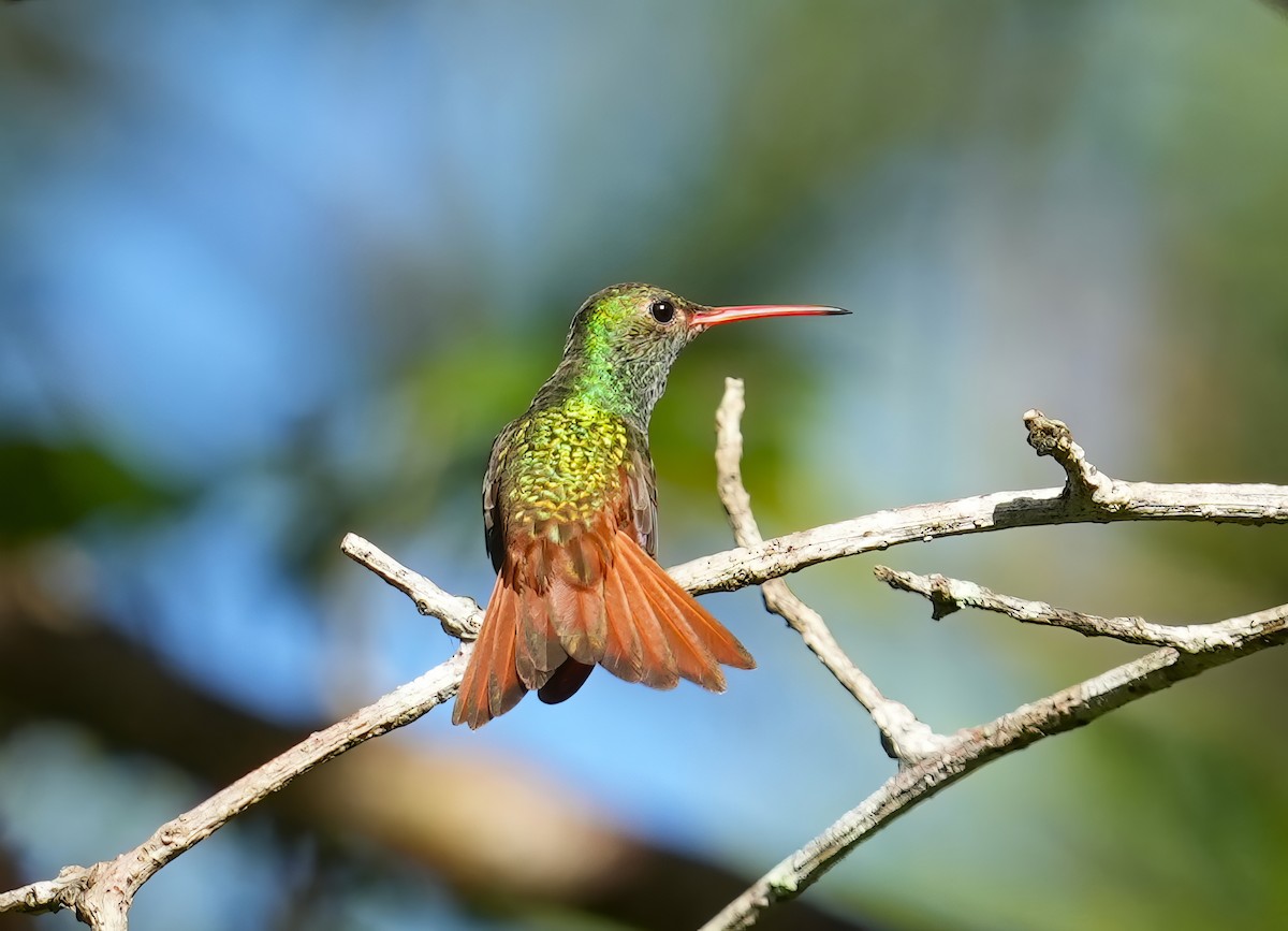 kolibřík yukatanský - ML614770840