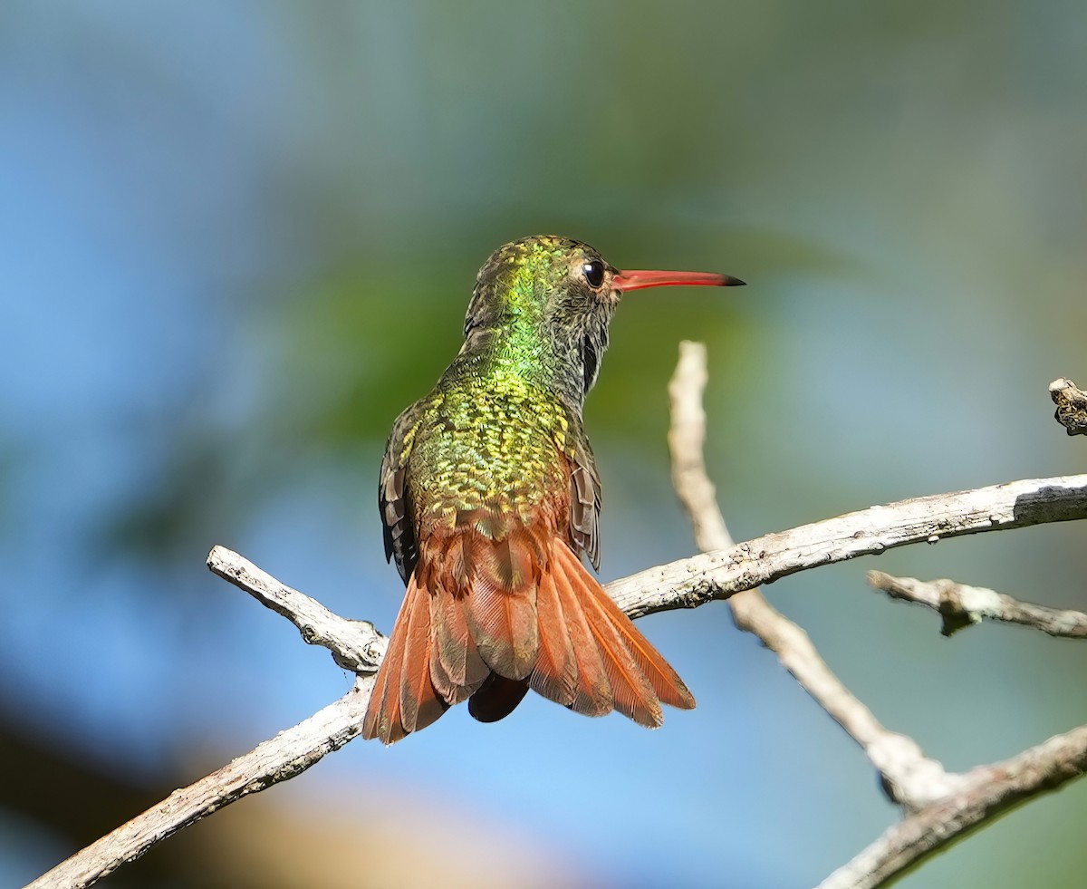 kolibřík yukatanský - ML614770851