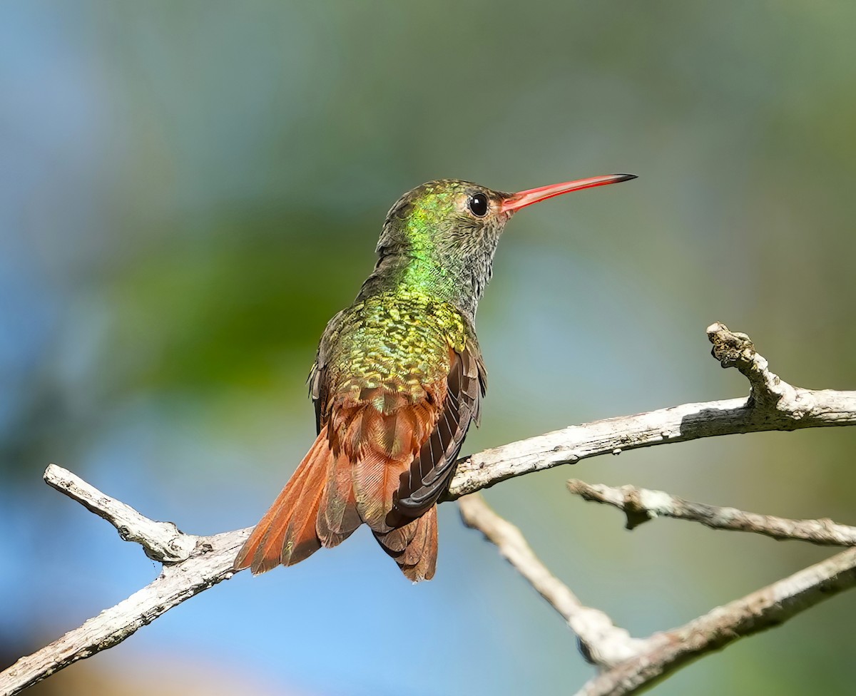 kolibřík yukatanský - ML614770859