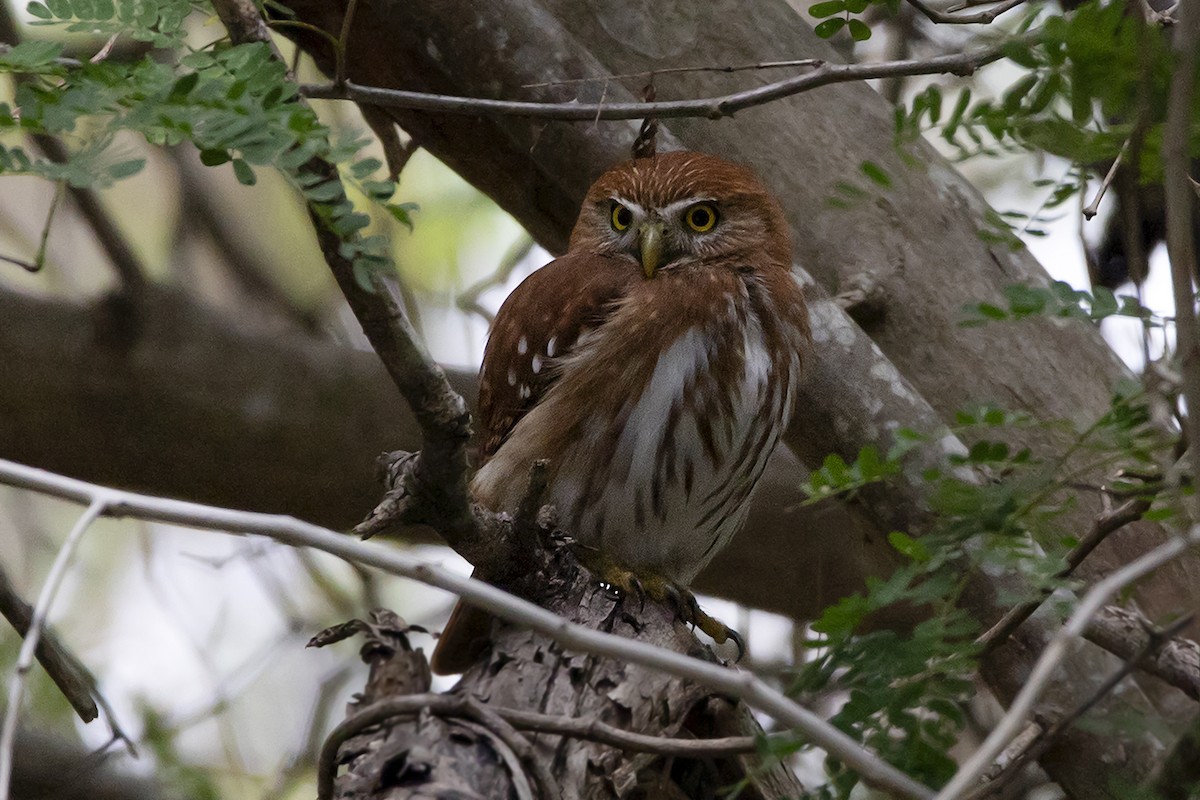 Ferruginous Pygmy-Owl - Tania Campos