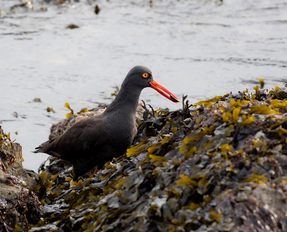 Black Oystercatcher - ML614770930