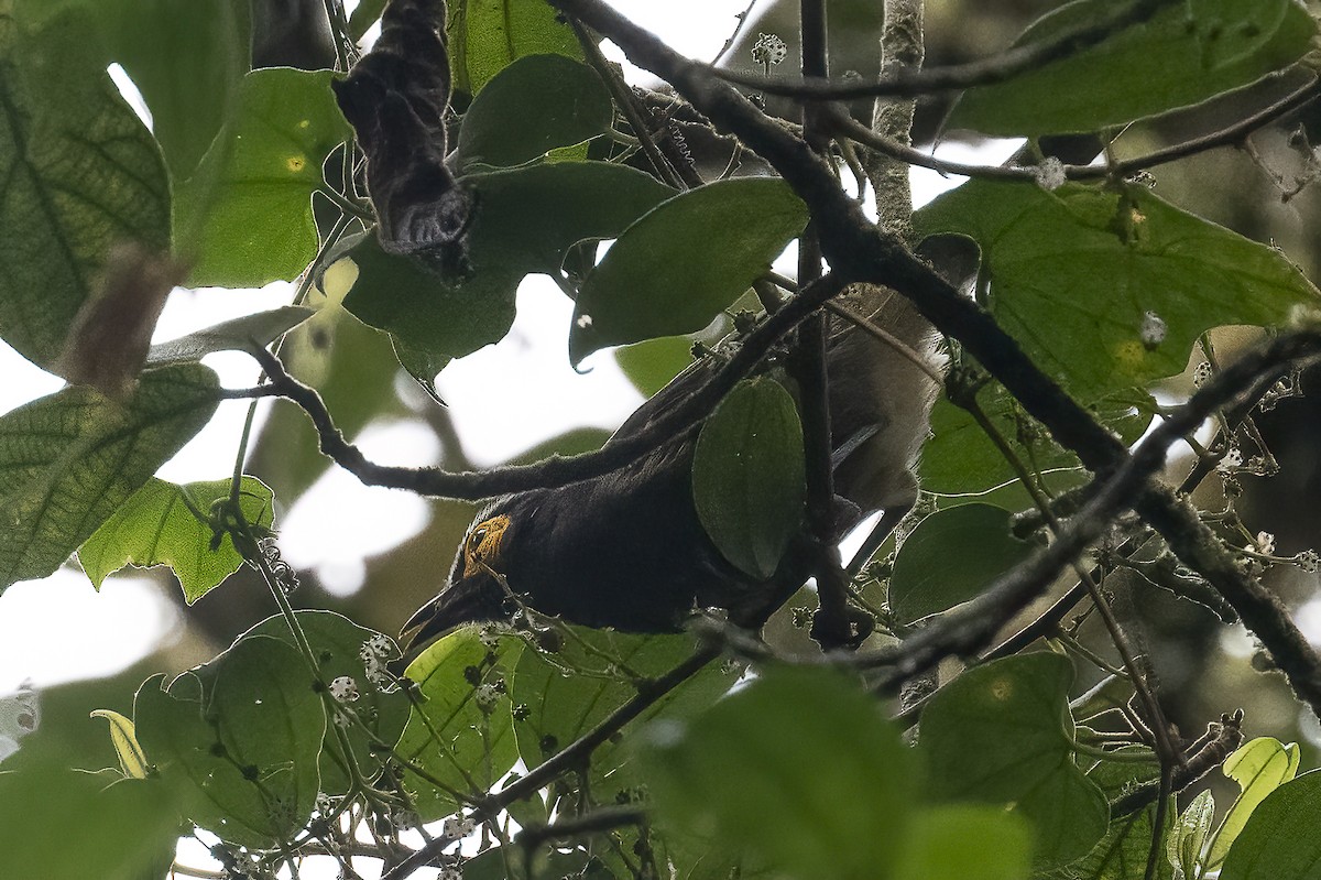 Arfak Honeyeater - ML614770945