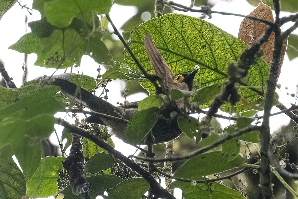 Arfak Honeyeater - ML614770946