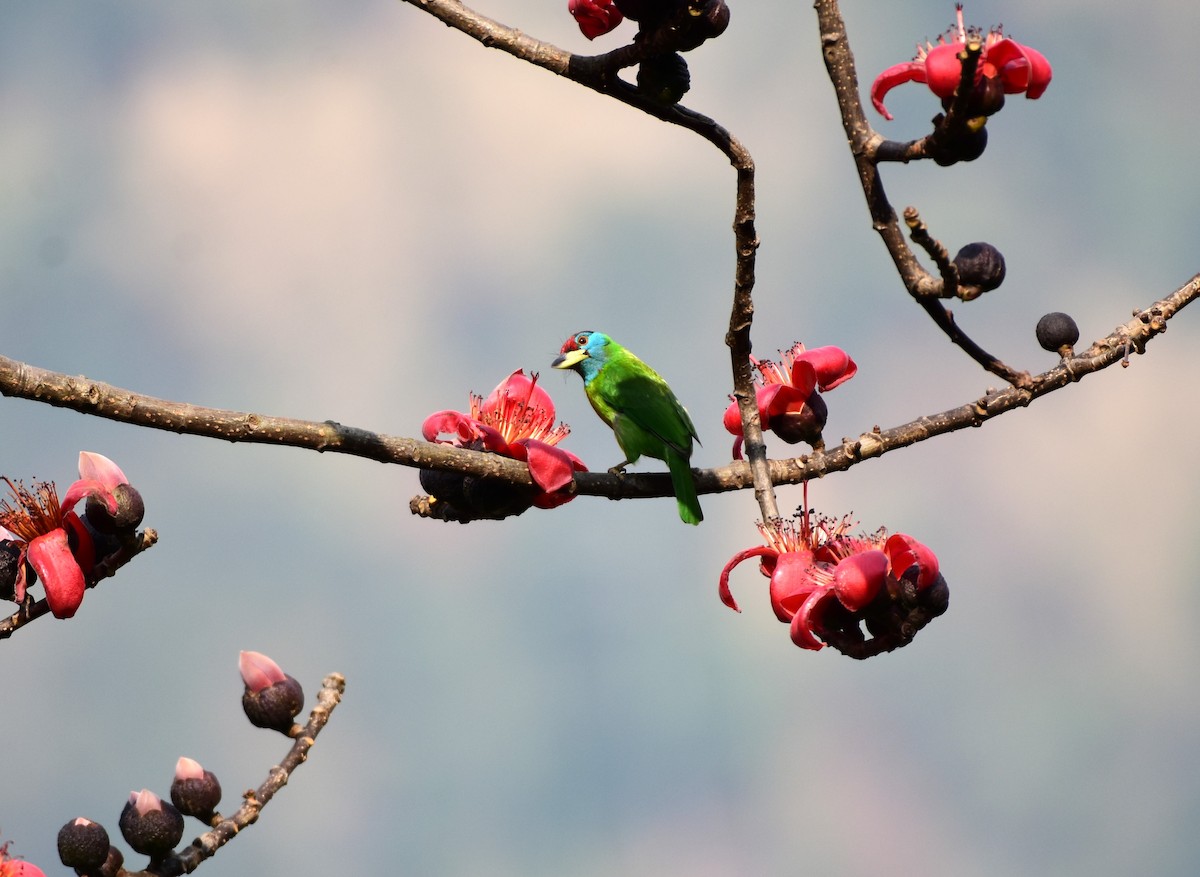 Blue-throated Barbet - ML614770960