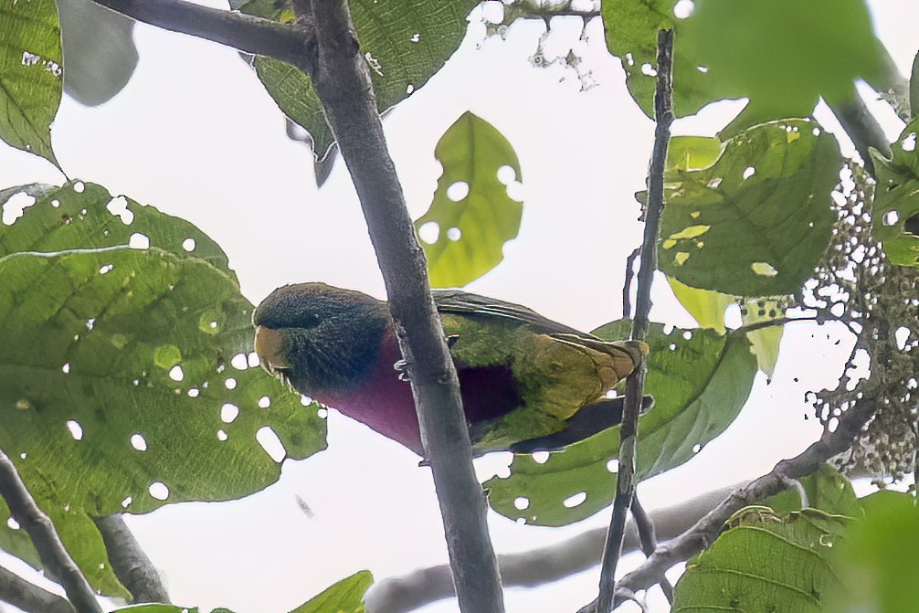 Yellow-billed Lorikeet - ML614770976