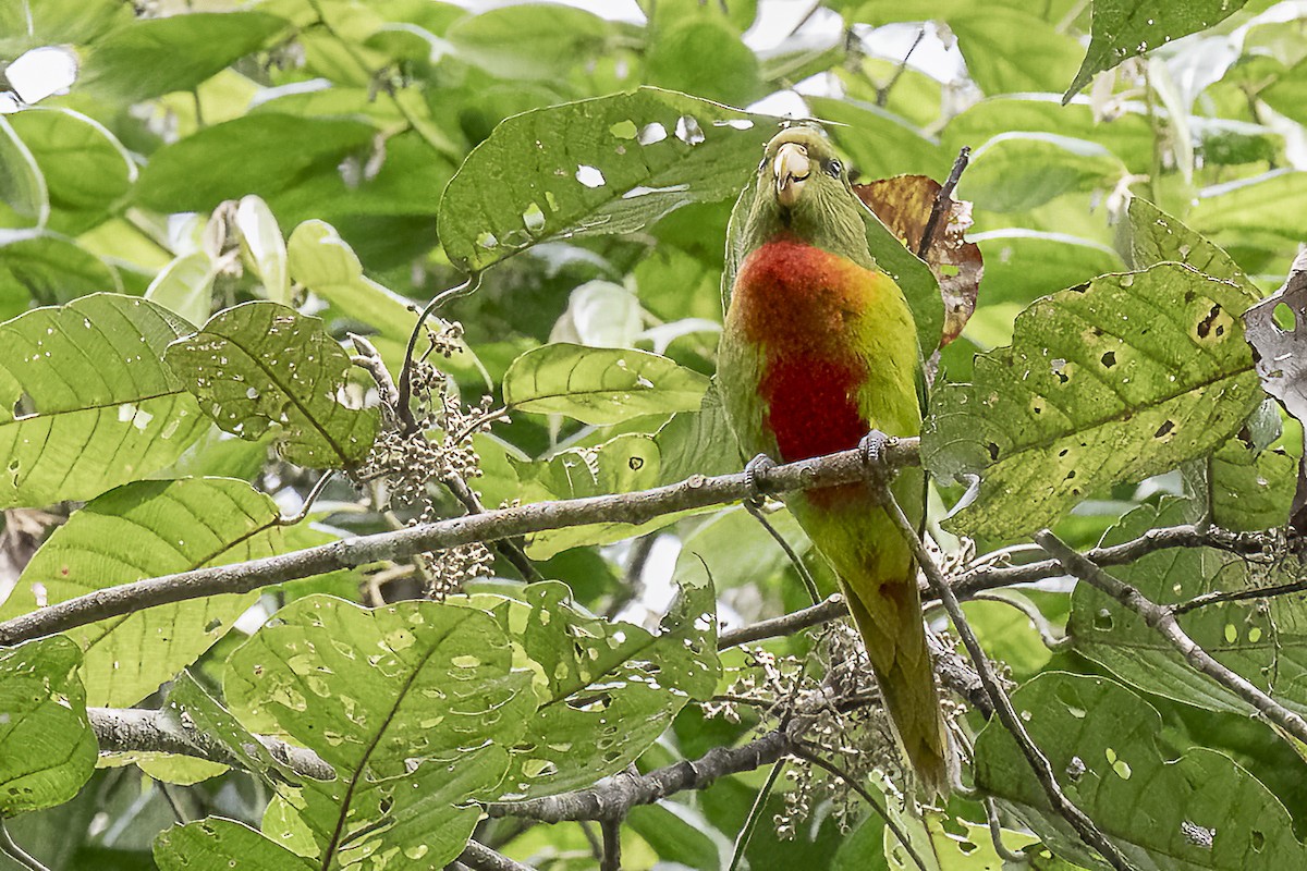 Yellow-billed Lorikeet - ML614770977