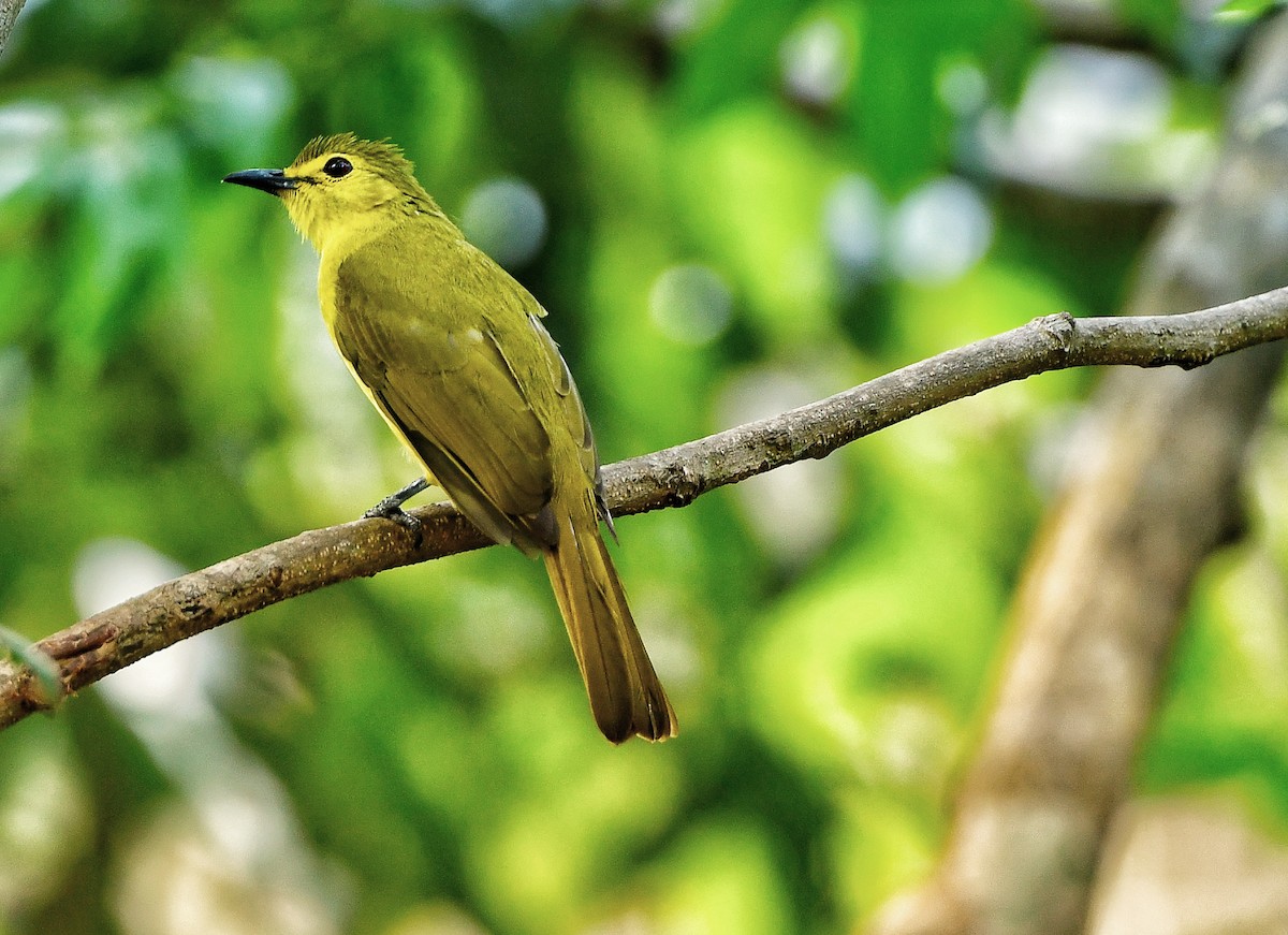 Yellow-browed Bulbul - AJU RAJU