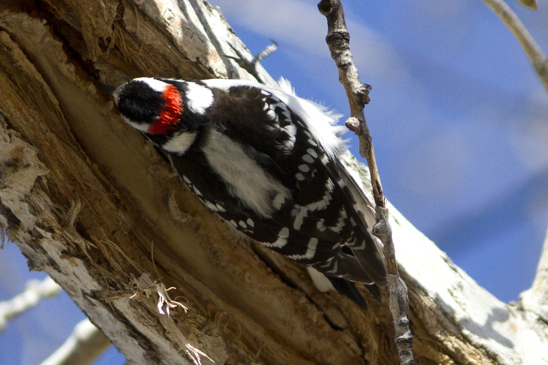 Downy Woodpecker (Eastern) - ML61477111