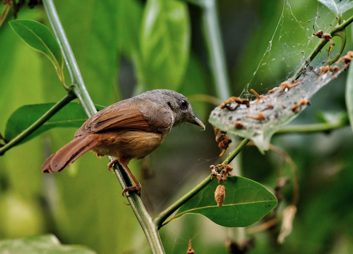 Brown-cheeked Fulvetta - ML614771116