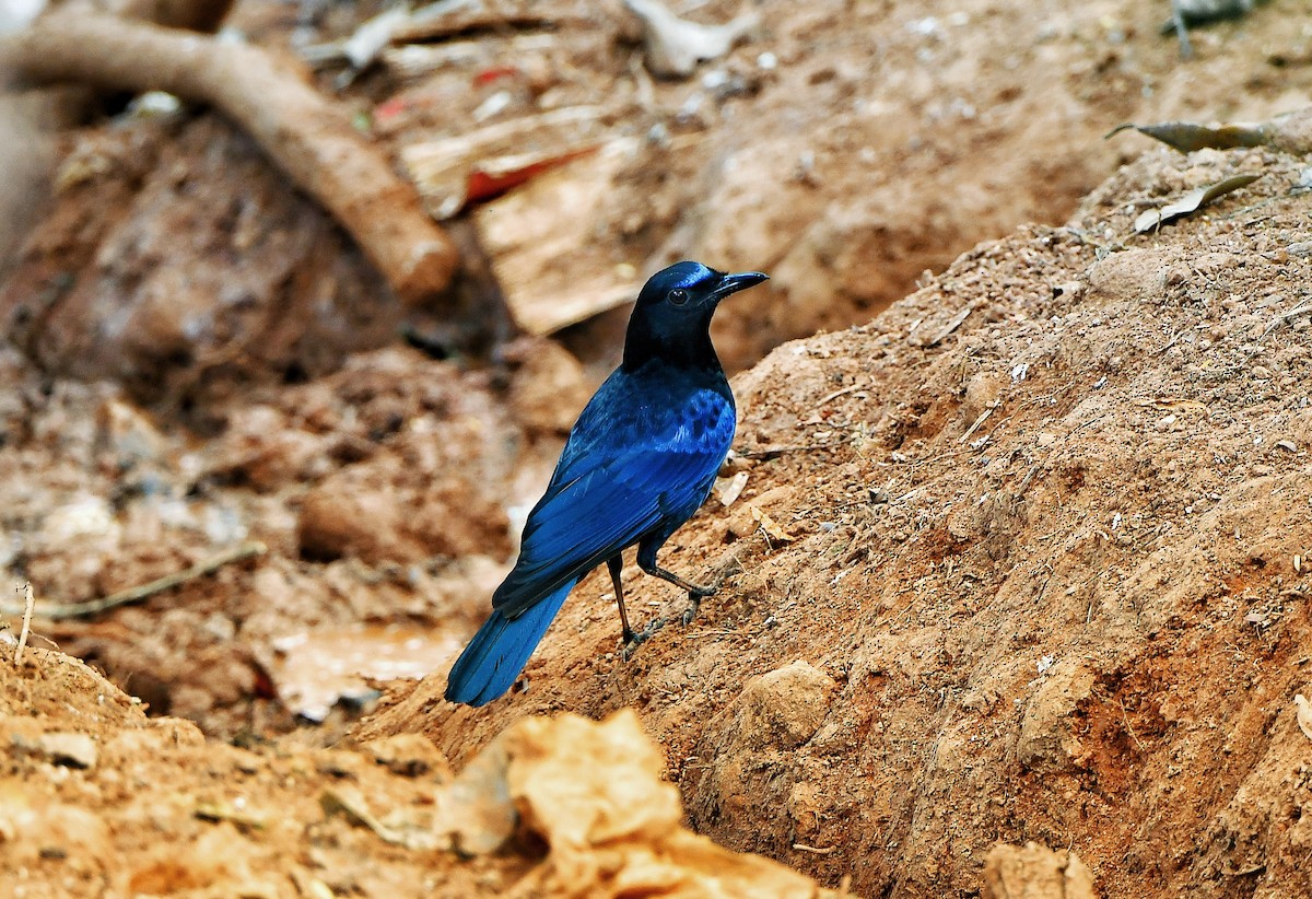 Malabar Whistling-Thrush - ML614771118