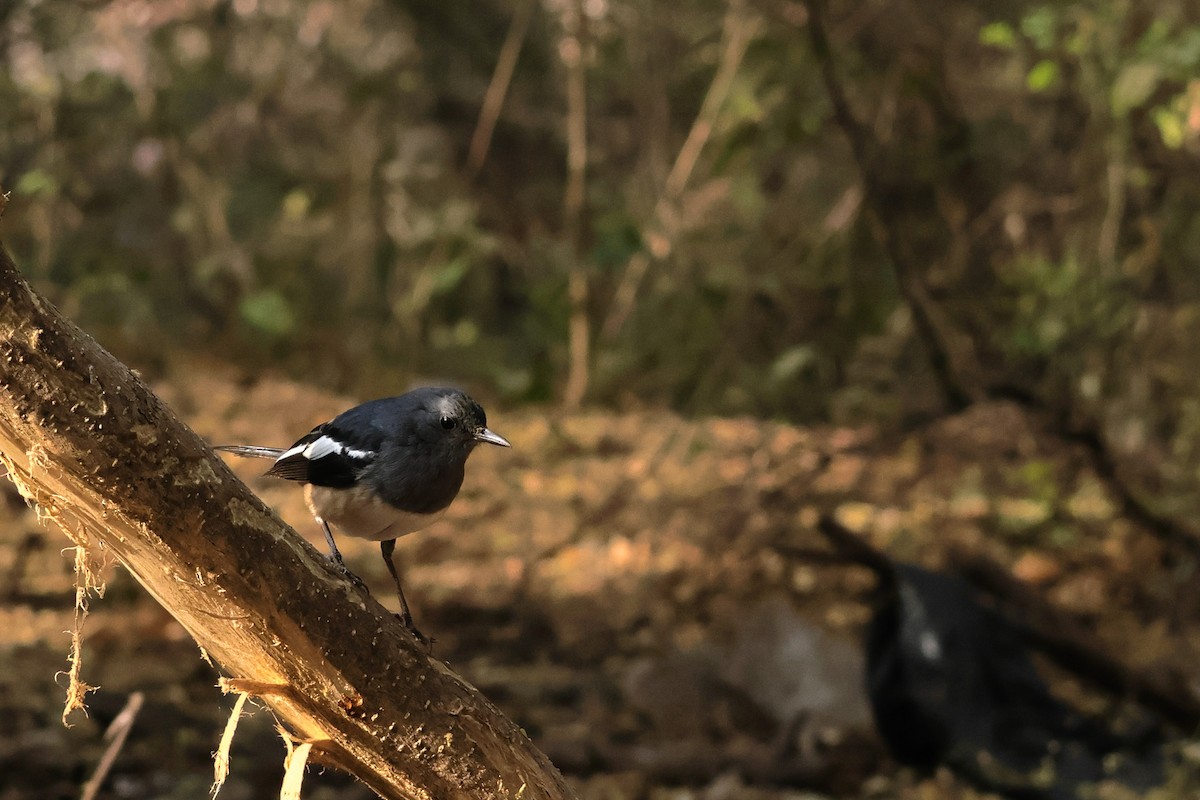 Oriental Magpie-Robin - ML614771119