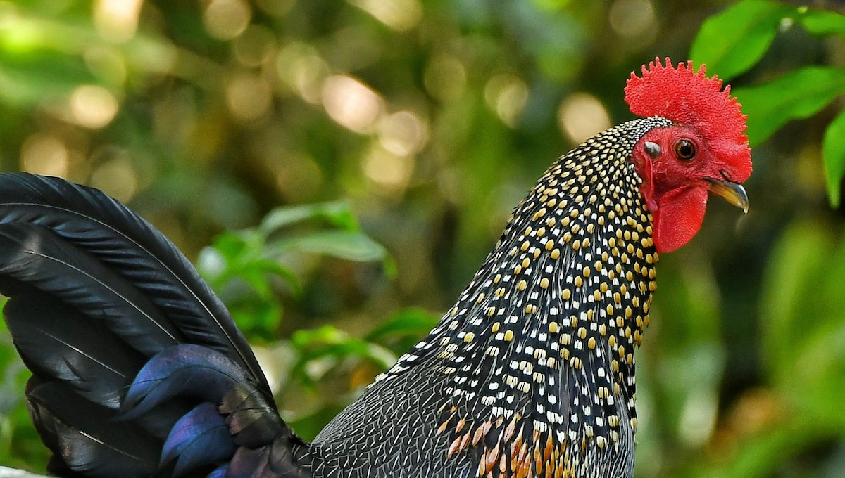 Gray Junglefowl - ML614771122