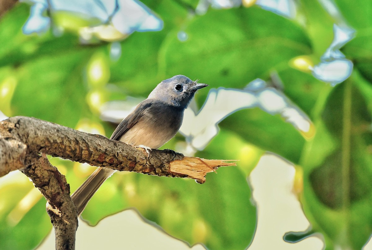 Black-naped Monarch - ML614771128