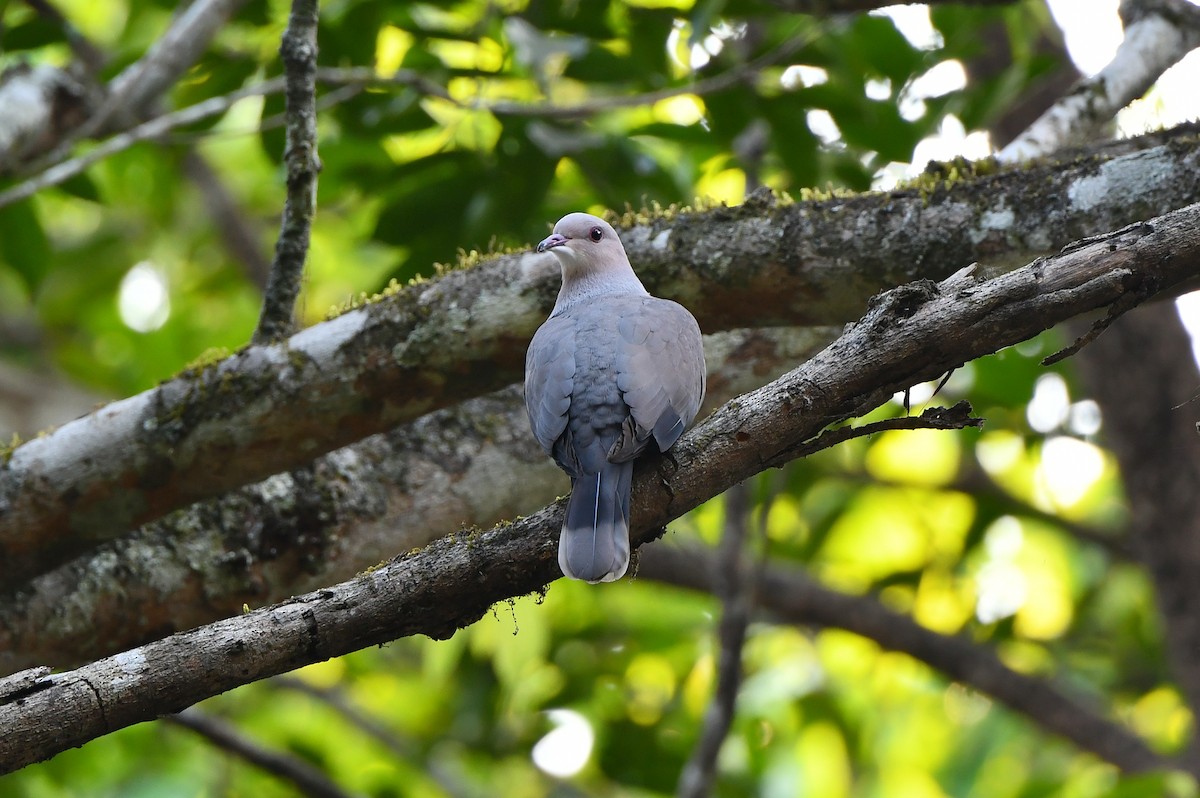 Dúcula Dorsicastaña (cuprea) - ML614771157