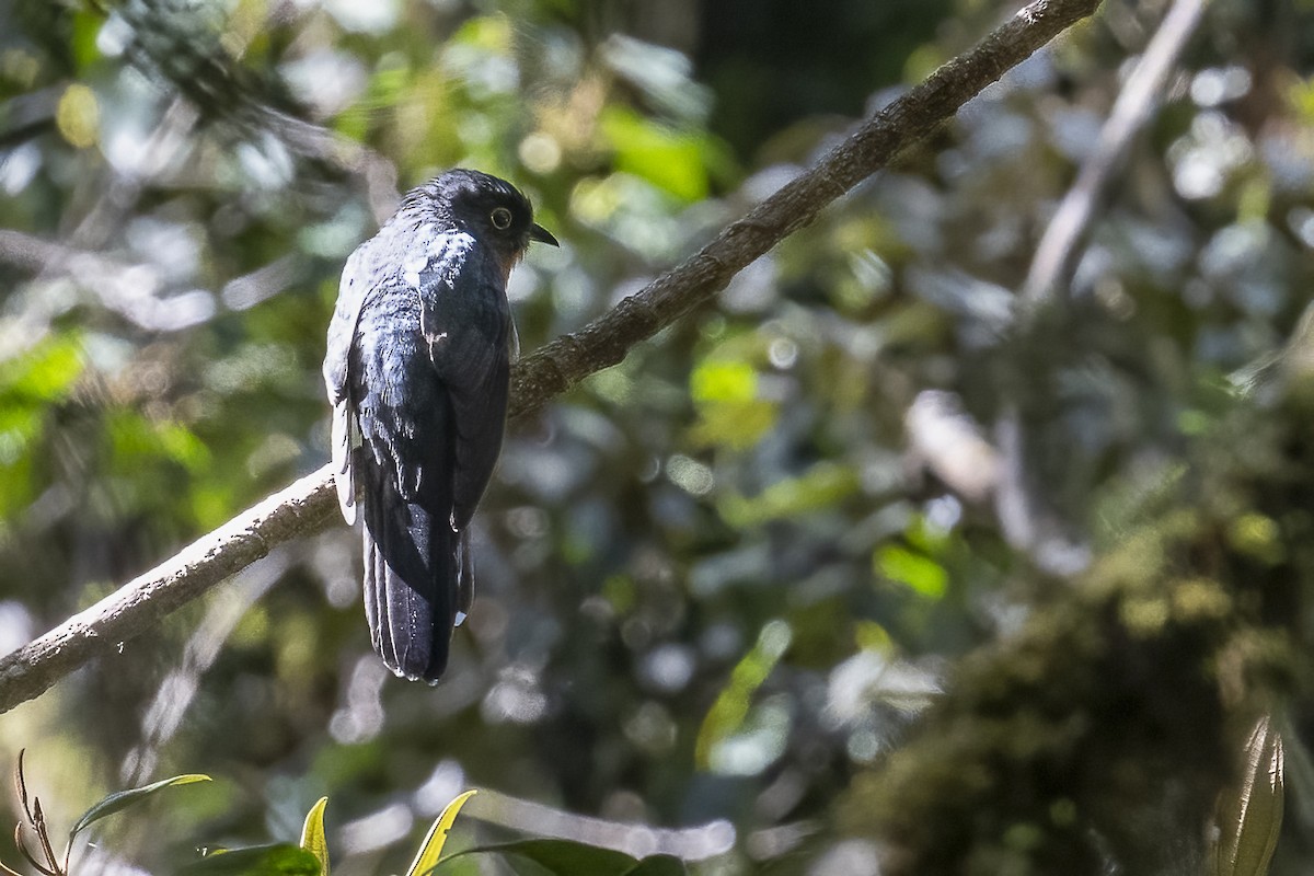 Rufous-throated Bronze-Cuckoo - ML614771165