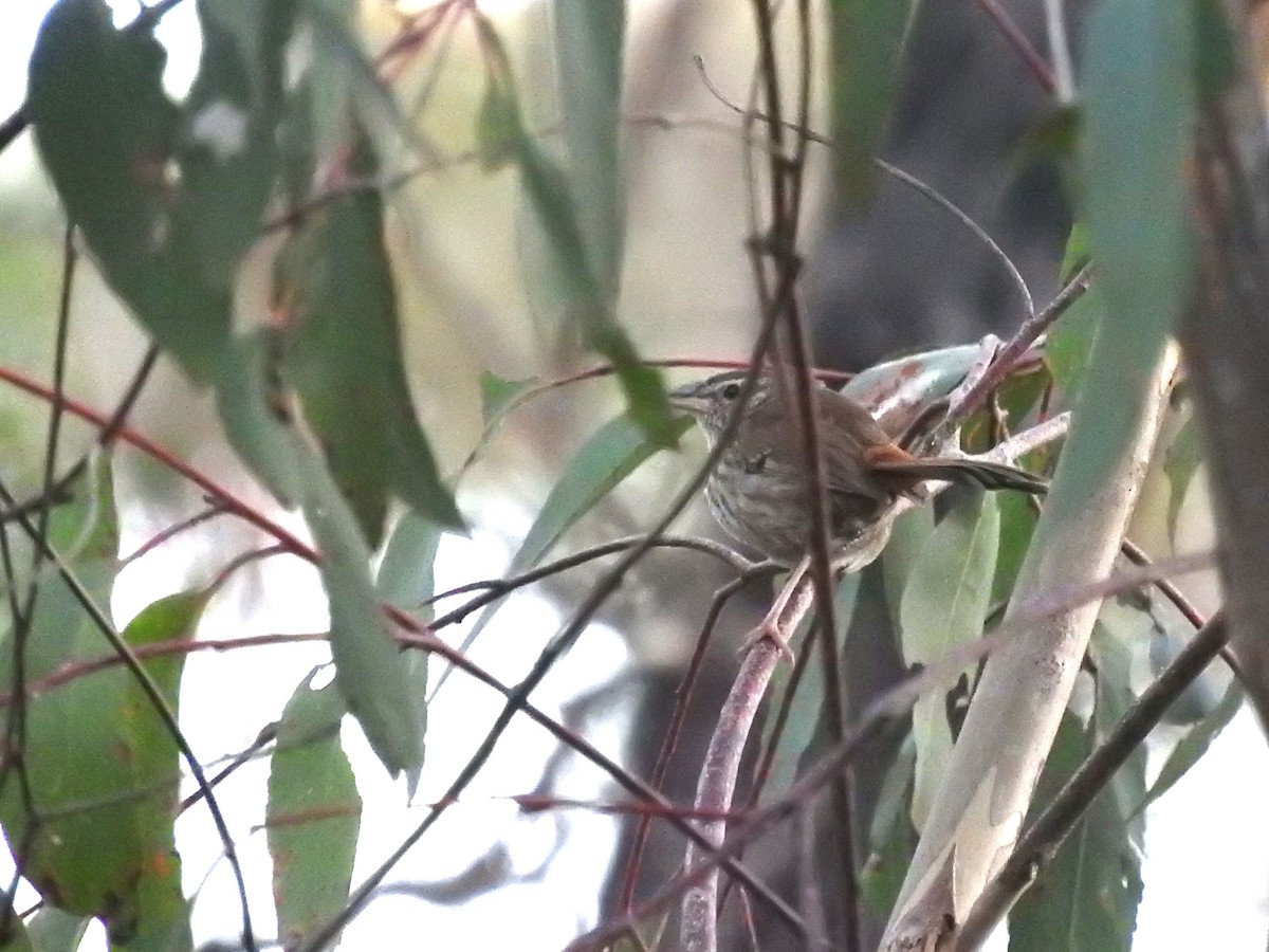 Chestnut-rumped Heathwren - Archer Callaway