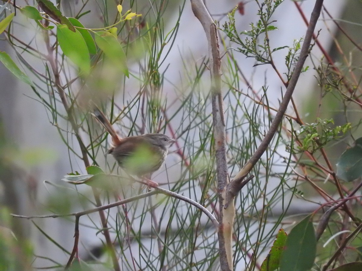 Chestnut-rumped Heathwren - Archer Callaway