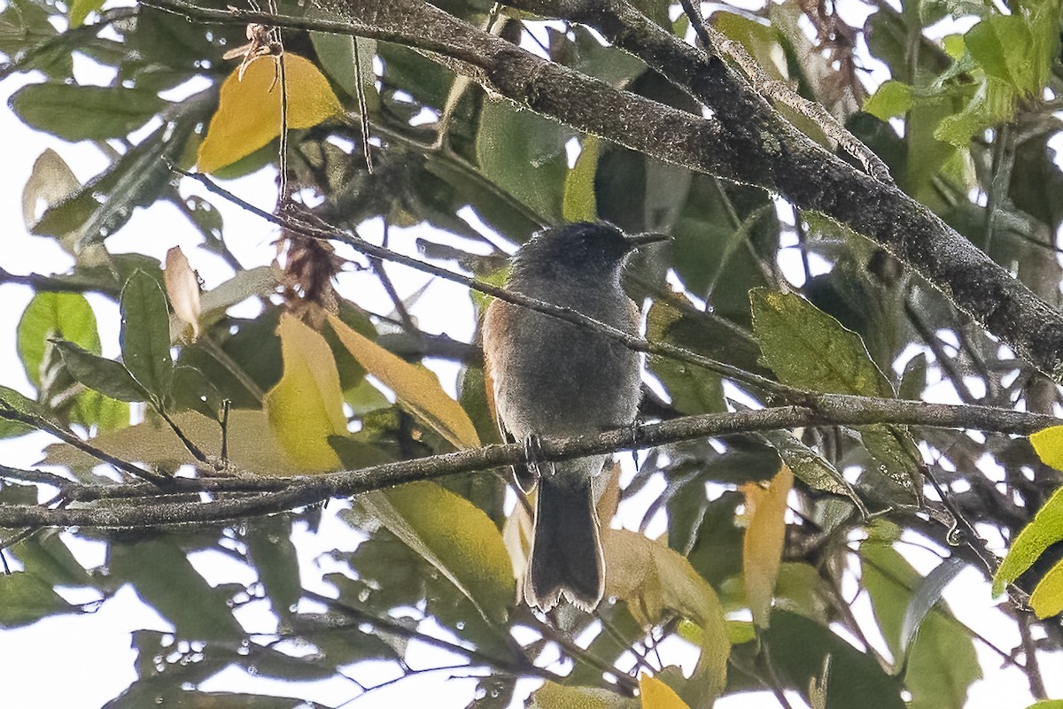 Rufous-sided Honeyeater - ML614771185