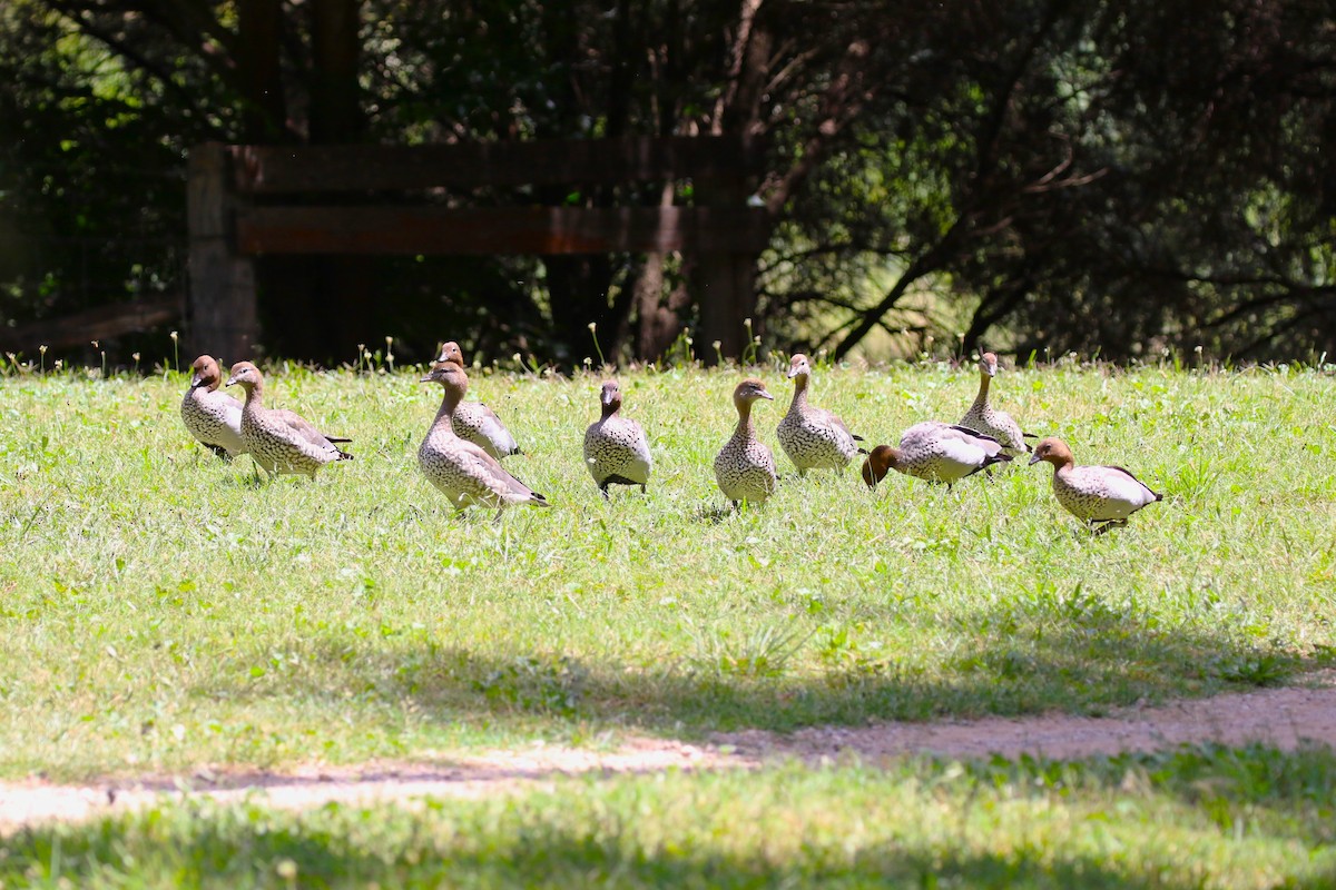 Maned Duck - ML614771190