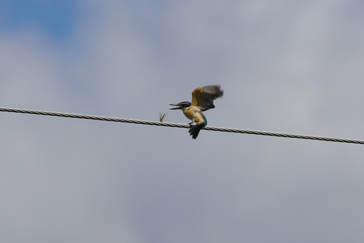 Sacred Kingfisher - ML614771221