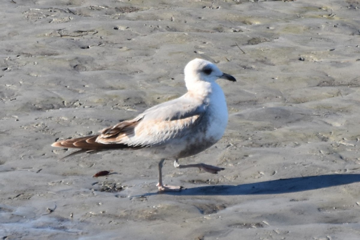 Short-billed Gull - ML614771256