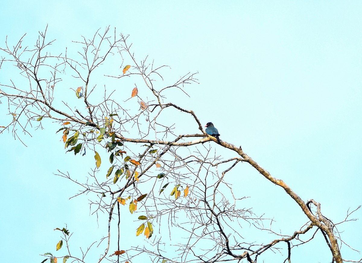 Dollarbird - ML614771257