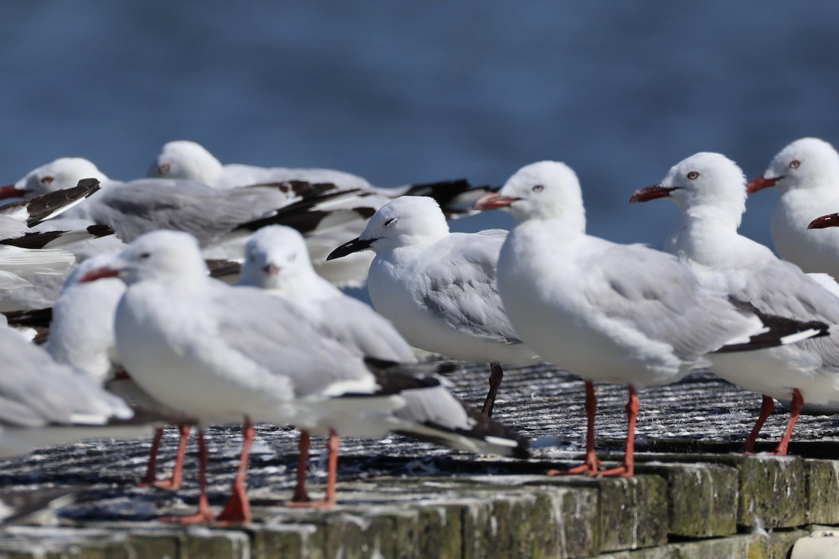 Black-billed Gull - ML614771333