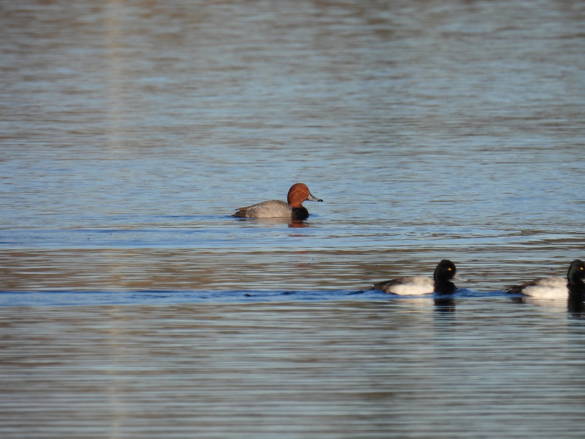 Redhead - ML614771360