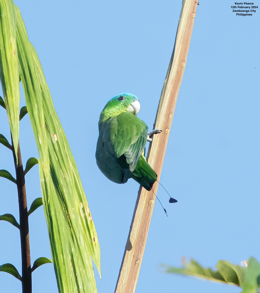 Blue-crowned Racquet-tail - ML614771522