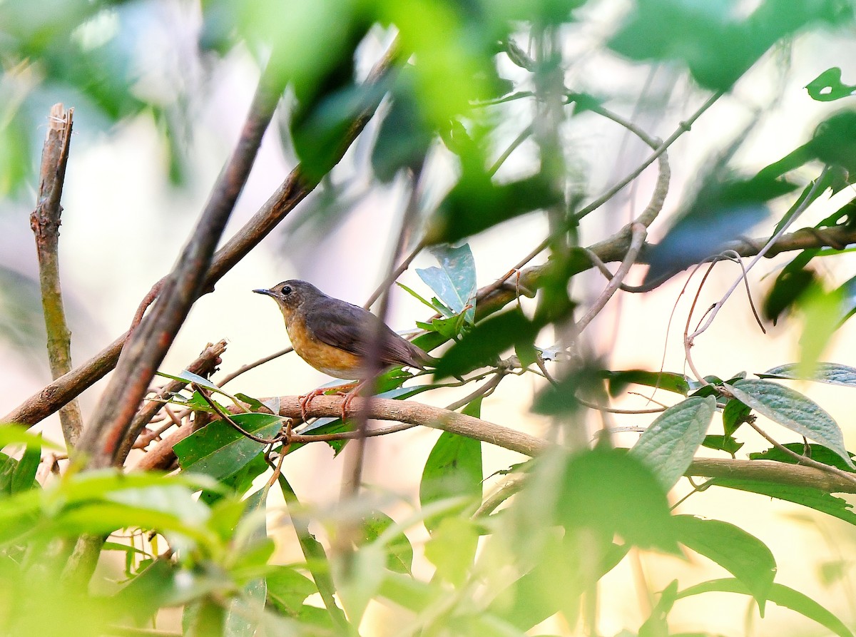 Indian Blue Robin - AJU RAJU