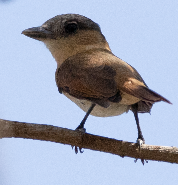 Rose-throated Becard - Tania Campos