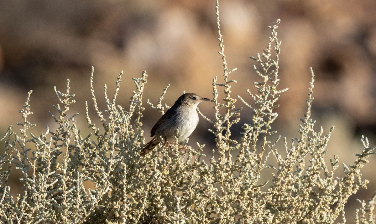 Red-headed Cisticola (Red-headed) - ML614771639