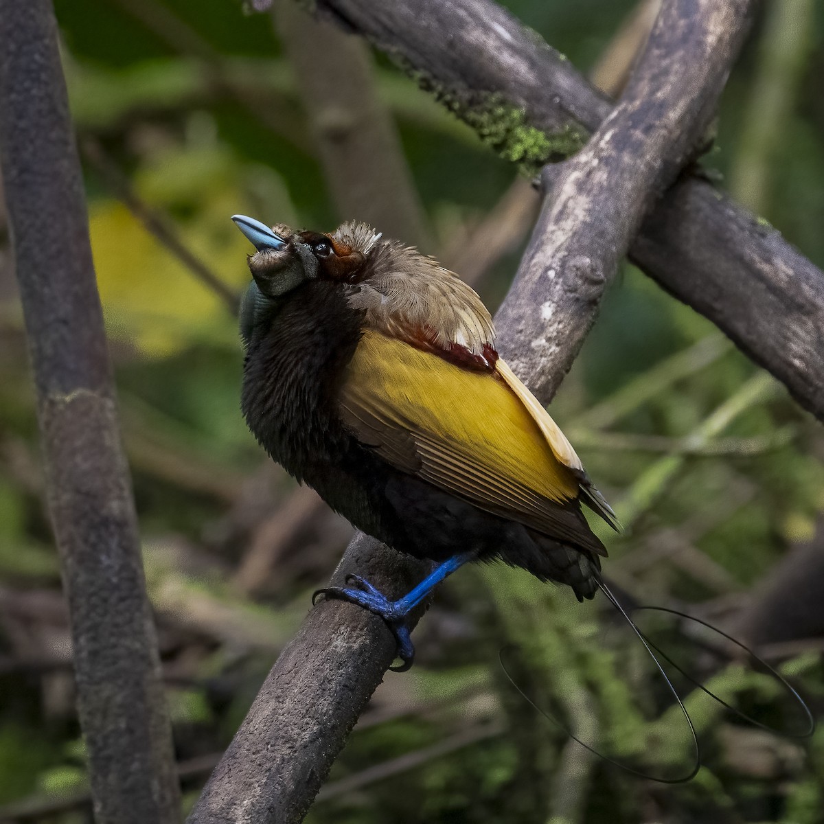 Magnificent Bird-of-Paradise - ML614771666