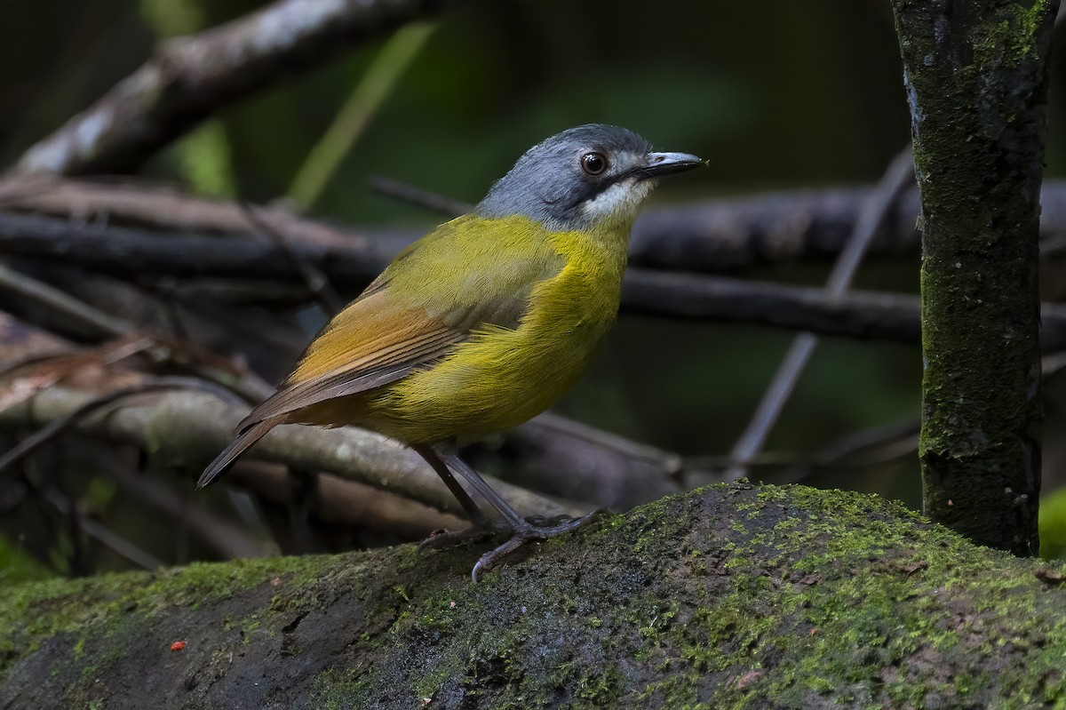 Green-backed Robin - emma geary