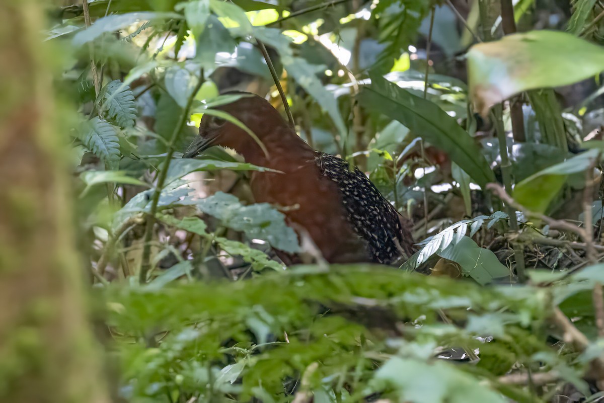White-striped Forest Rail - emma geary