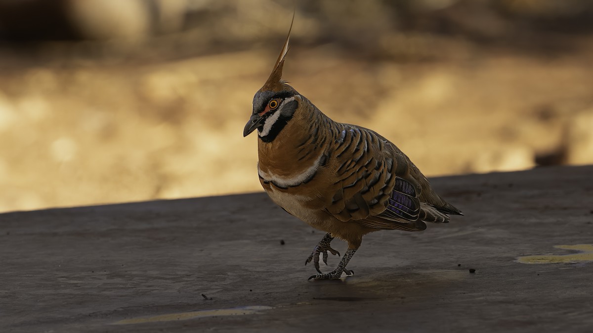 ショウキバト（plumifera／leucogaster） - ML614771697