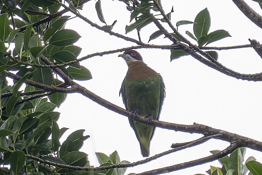 Tilopo Adornado Occidental (ornatus) - ML614771723