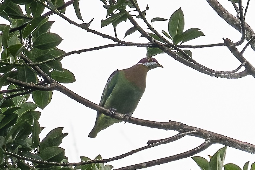 Ornate Fruit-Dove (Western) - ML614771724