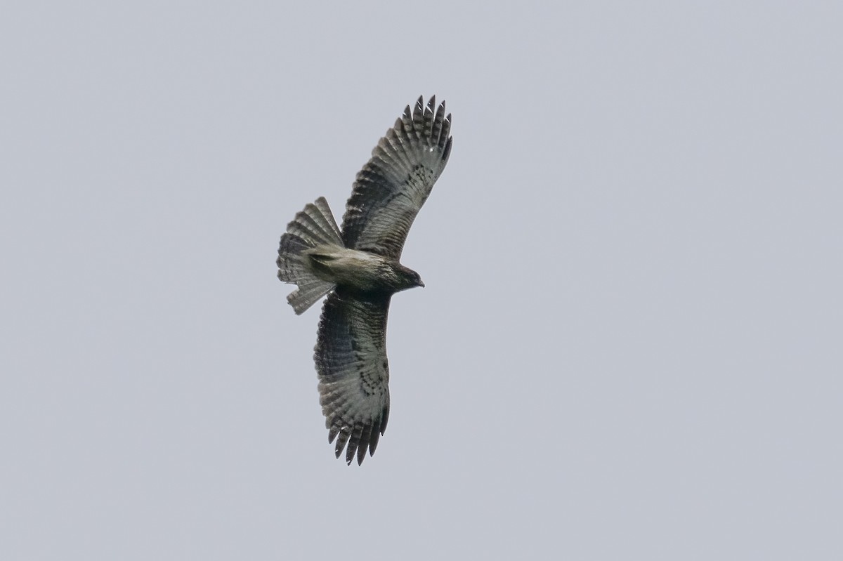 Новогвинейский орёл-карлик - ML614771727