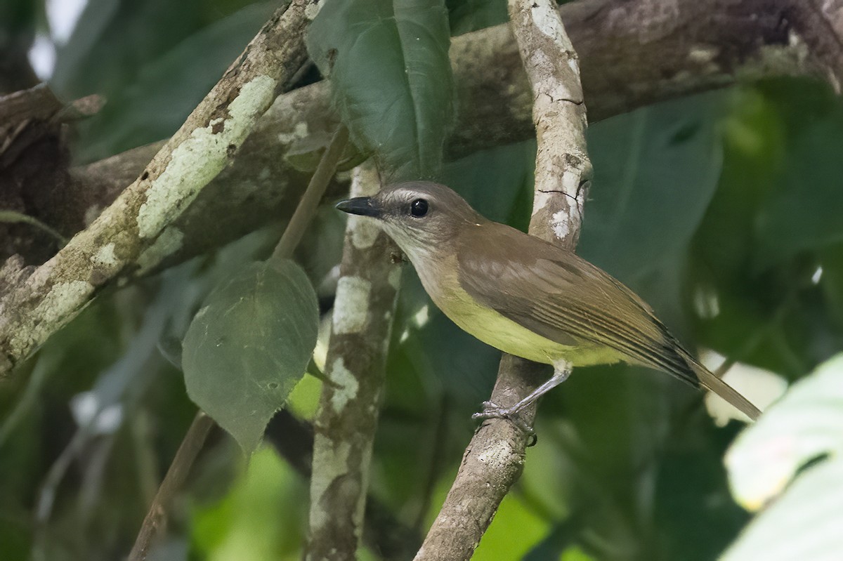 Gri Islıkçı - ML614771742