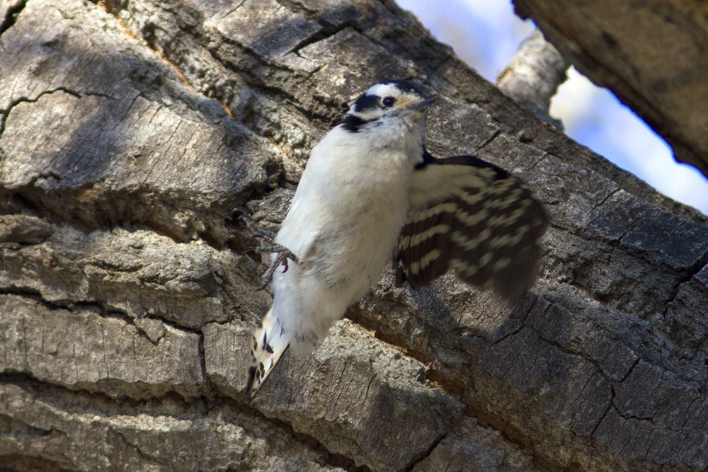 Downy Woodpecker (Eastern) - ML61477181