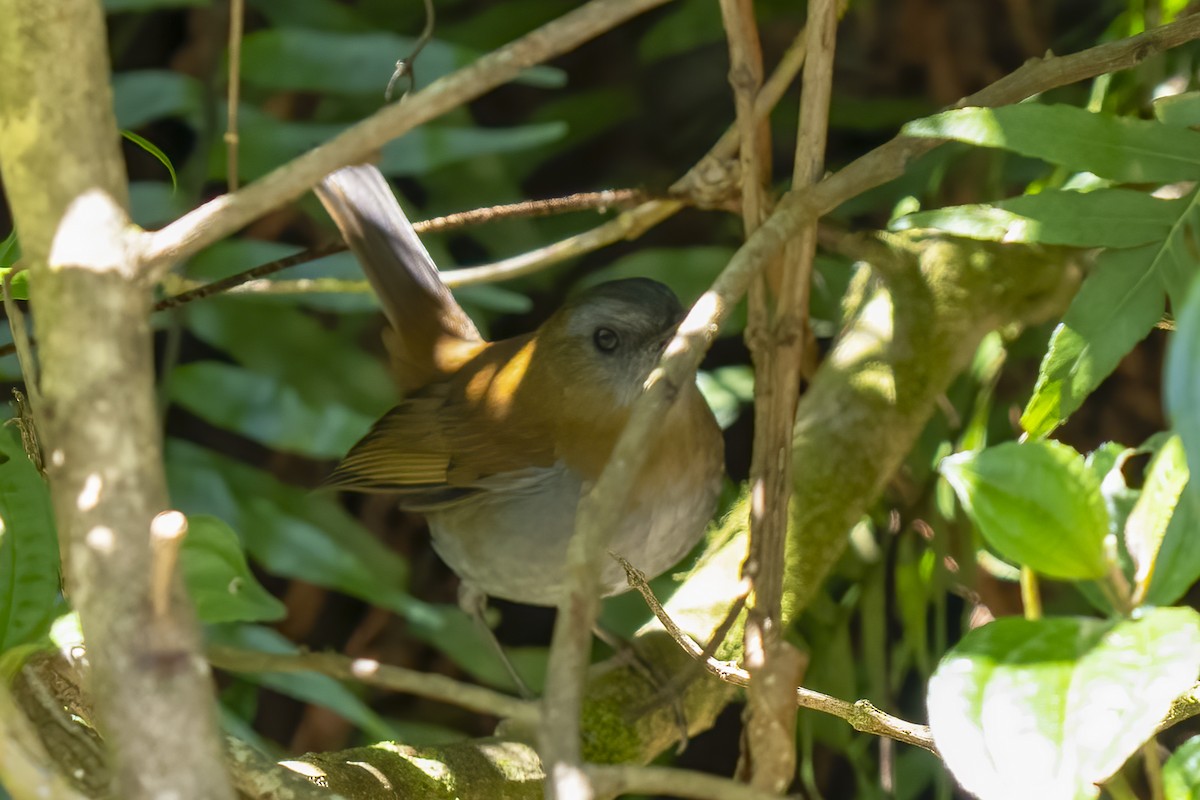 Black-billed Nightingale-Thrush - Paul Beerman