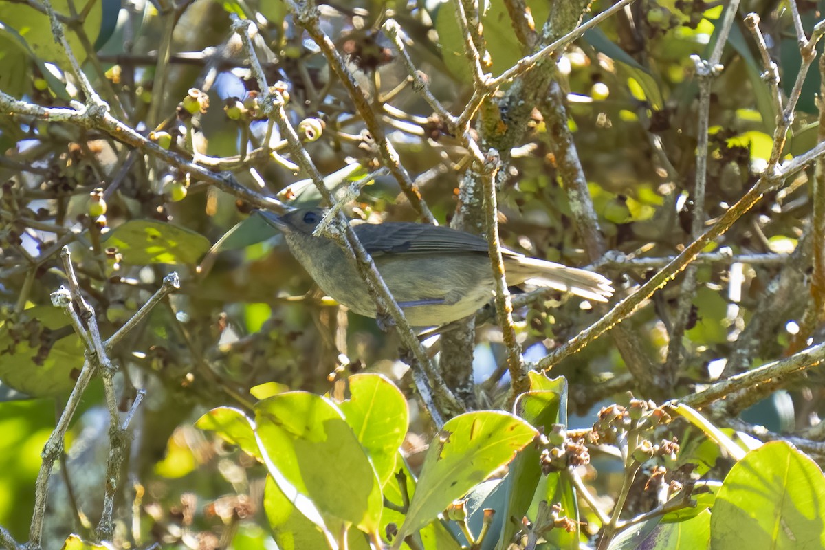 Slaty Flowerpiercer - Paul Beerman