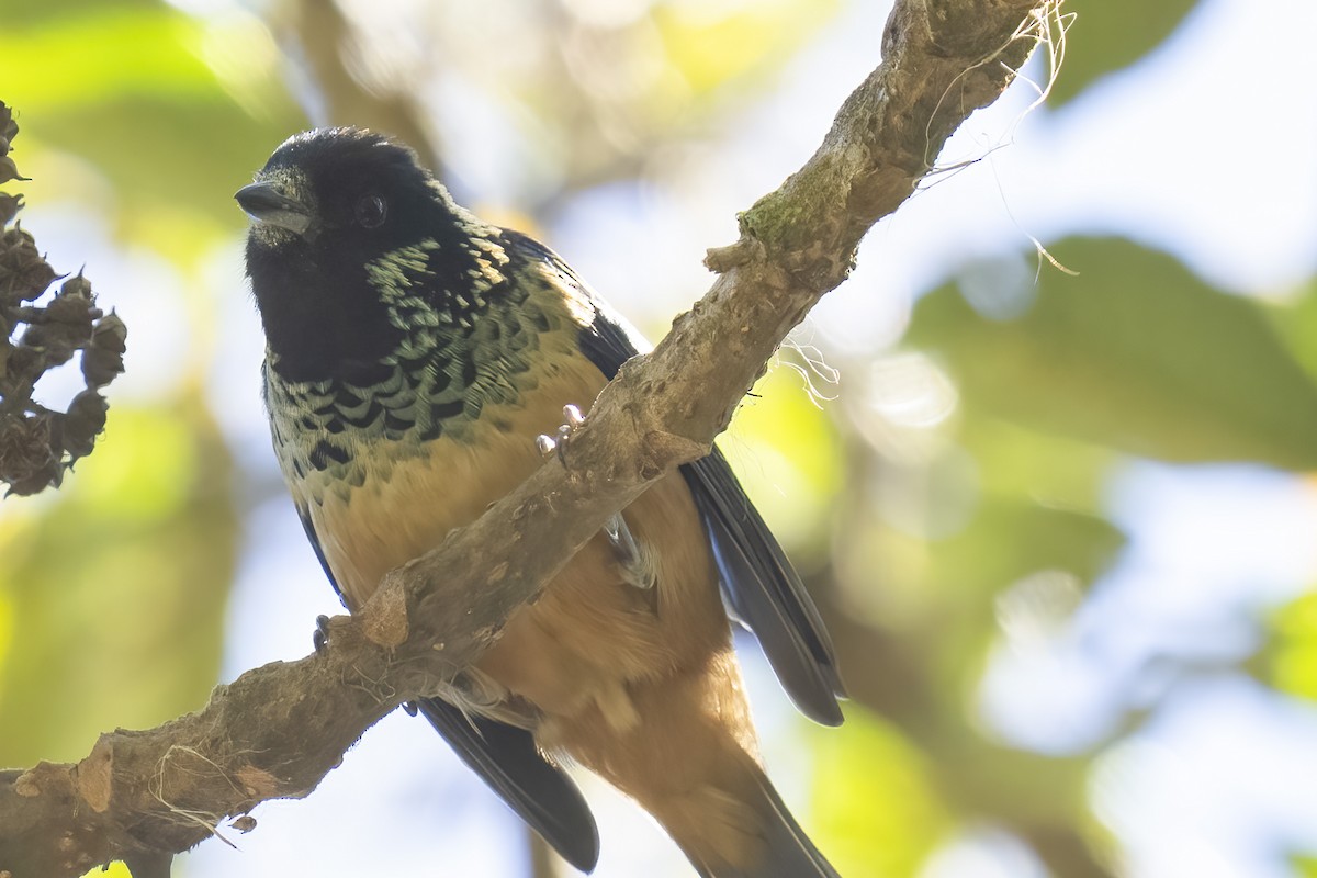 Spangle-cheeked Tanager - ML614771868